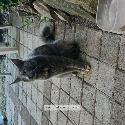 Photo 1/1 Chat retrouvé Trouvé à L isle d abeau