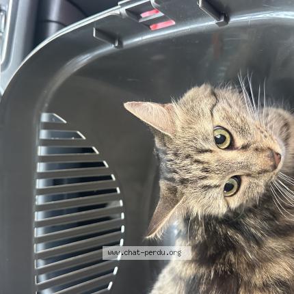Photo de chat trouvé à Asnieres Sur Seine