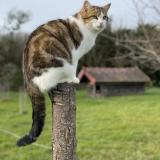 Photo de chat perdu à Saint Cosme En Vairais