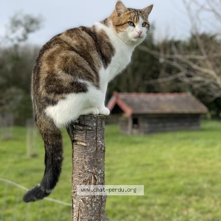 Photo 1/1 Chat retrouvé Perdu à Saint cosme en vairais