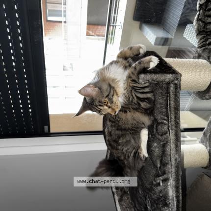 Photo 1/1 SIMBA Chat perdu à Castanet tolosan