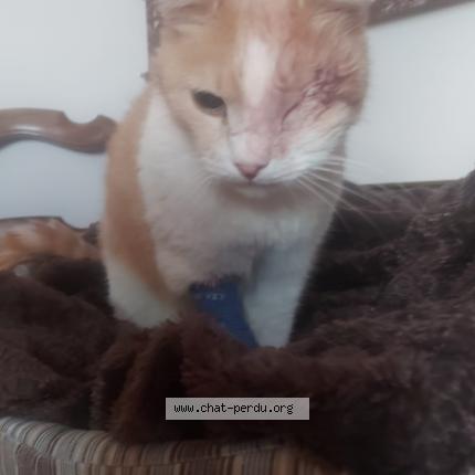 Photo 1/1 Chat retrouvé Perdu à Soissons