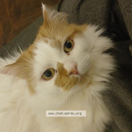 Photo de chat perdu à Paris