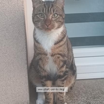 Photo 1/1 Xhinnou Chat perdu à Illiers combray