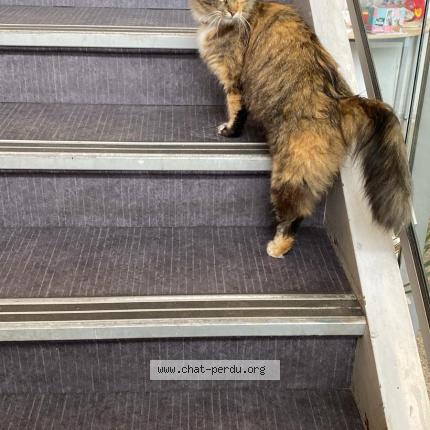 Photo de chat trouvé à Enghien Les Bains