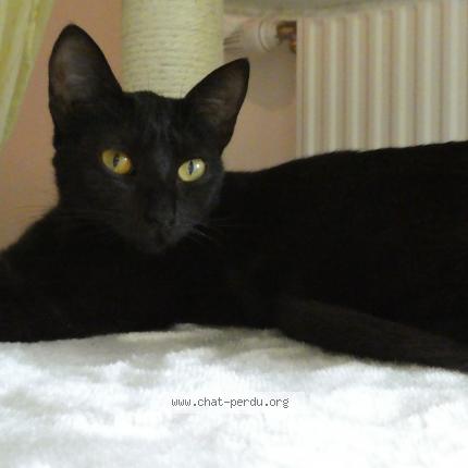 Photo 1/1 Lyre Chat perdu à Grenoble