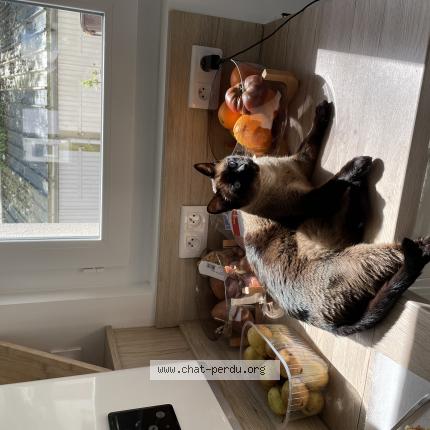 Photo de chat perdu à Brest