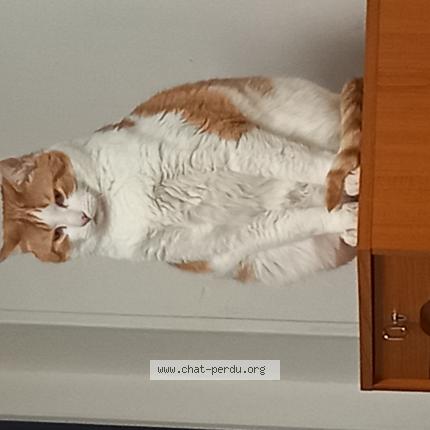 Photo 1/1 Fripouille Chat perdu à Bolbec