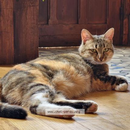 Photo 1/1 Mikasa Chat perdu à Vitry sur seine