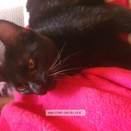 Photo 1/1 Chopin Chat perdu à La seyne