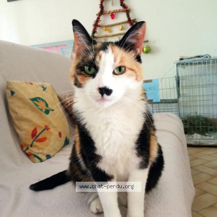 Photo 1/1 Chat retrouvé Perdu à Carpentras