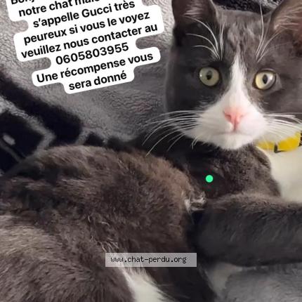 Photo 1/1 Chat retrouvé Perdu à Toulouse