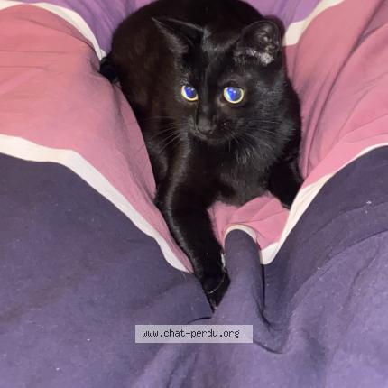 Photo de chat perdu à Jurancon