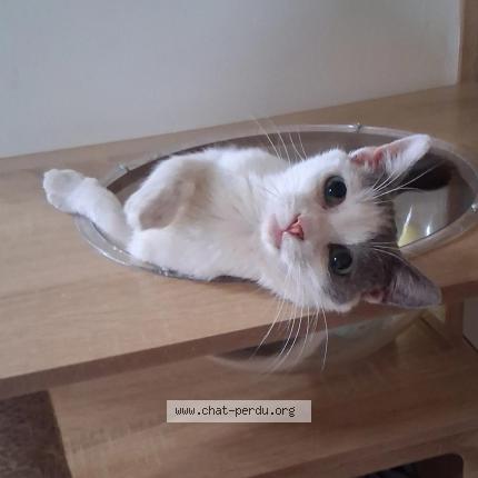 Photo de chat perdu à Auch