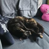 Photo de chat perdu à Epone