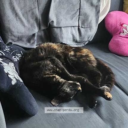 Photo 1/1 Chat retrouvé Perdu à Epone