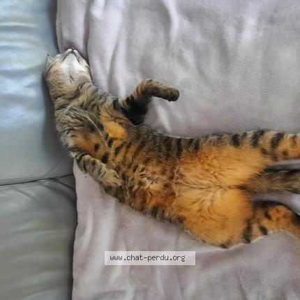 Photo de chat perdu à Saint Clement De La Place