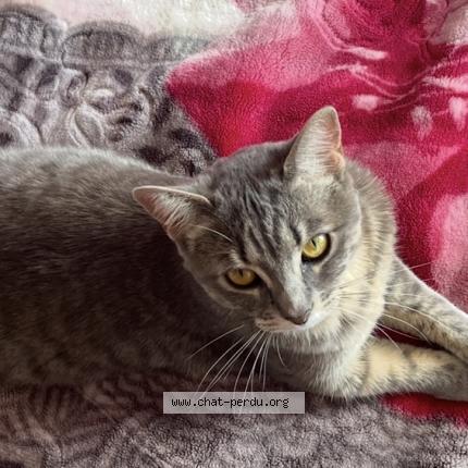 Photo de chat perdu à Cran Gevrier Annecy