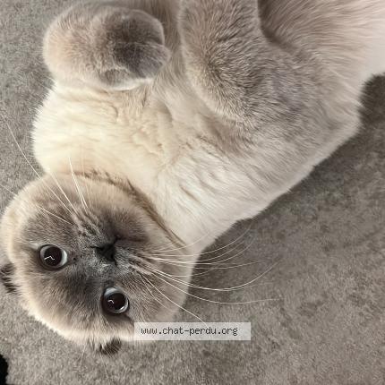 Photo 1/1 Fatima Mahmoudov Chat perdu à Nimes gard