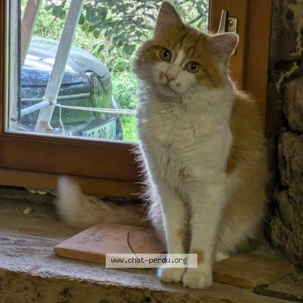 Photo 1/1 Chat retrouvé Perdu à Belleydoux