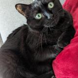 Photo de chat perdu à Montcet