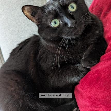Photo 1/1 Chat retrouvé Perdu à Montcet