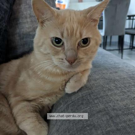 Photo 1/1 Chat retrouvé Perdu à Coudekerque Branche