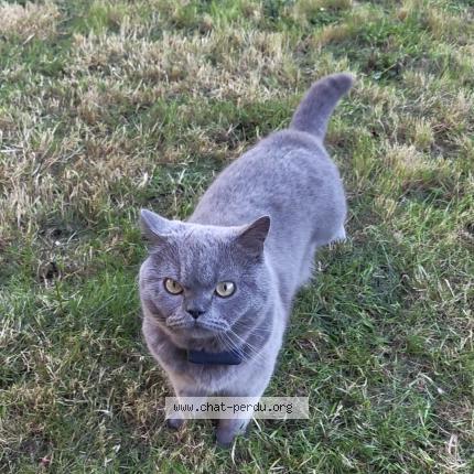 Photo 1/1 Chat retrouvé Perdu à Mauves Sur Loire