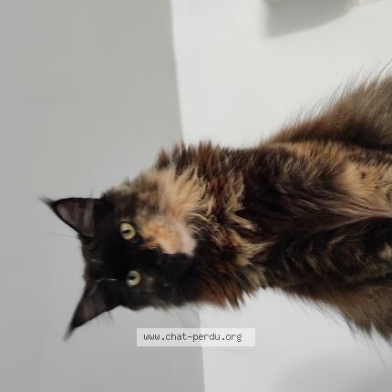 Photo 1/1 Comete Chat perdu à Puygouzon