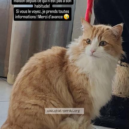 Photo 1/1 Atreus Chat perdu à Uriage les bains