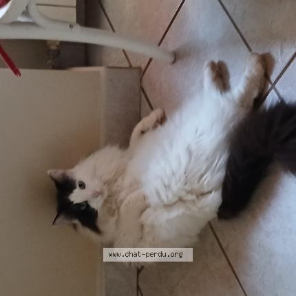 Photo de chat perdu à Les Avenieres