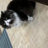 Photo de chat perdu à Chennai