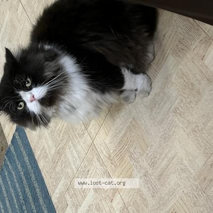 Photo 1/1 Oreo Chat perdu à Chennai