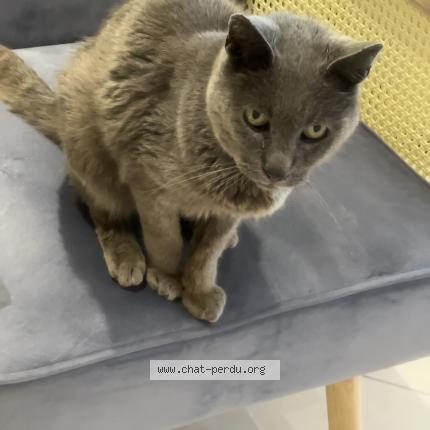 Photo de chat trouvé à Tregunc