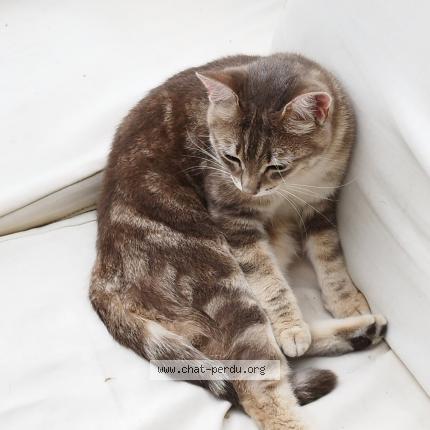 Photo 1/1 Pixie Chat perdu à Seynod