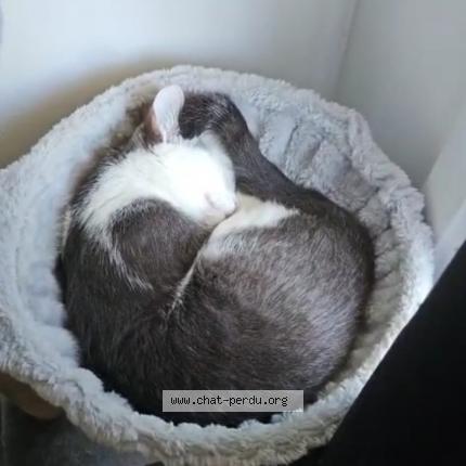 Photo 1/1 Lilou Chat perdu à Athis mons