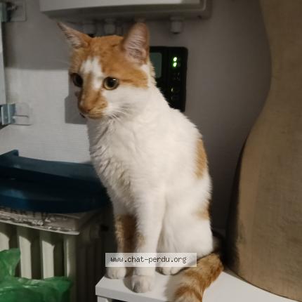 Photo 1/1 Chat retrouvé Trouvé à Nantes