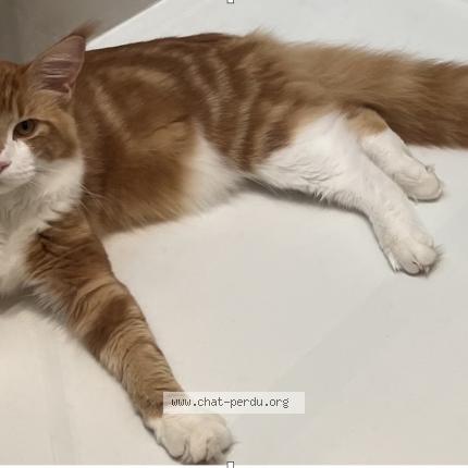 Photo 1/1 Chat retrouvé Perdu à Asnieres Sur Seine