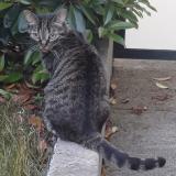 Photo de chat perdu à Rambouillet