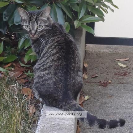 Photo 1/1 Chat retrouvé Perdu à Rambouillet