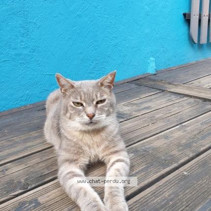 Photo 1/1 nanar Chat perdu à Rillieux la pape