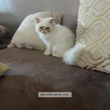 Photo de chat perdu à Bourgoin Jallieu