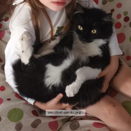 Photo 1/1 Chat retrouvé Perdu à Vaires Sur Marne