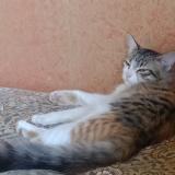 Photo de chat perdu à Dharwad