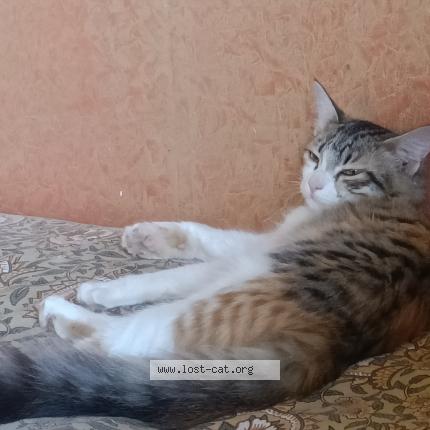 Photo 1/1 Yodo Chat perdu à Dharwad