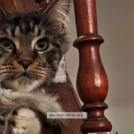 Photo 1/1 Emilio Chat perdu à Tailly