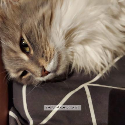 Photo 1/1 KIWI Chat perdu à Sainte adresse