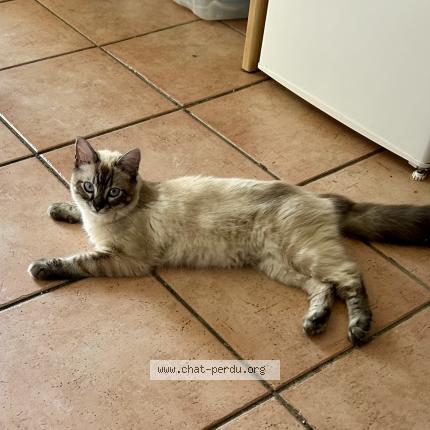 Photo de chat trouvé à Marseille