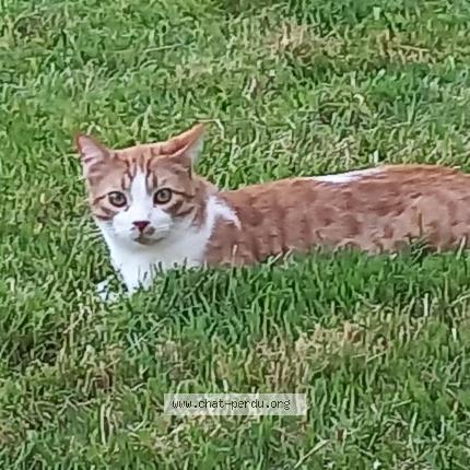 Photo 1/1 Chat retrouvé Perdu à Loubieng