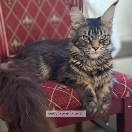 Photo 1/1 Umbrella Chat perdu à Poitiers